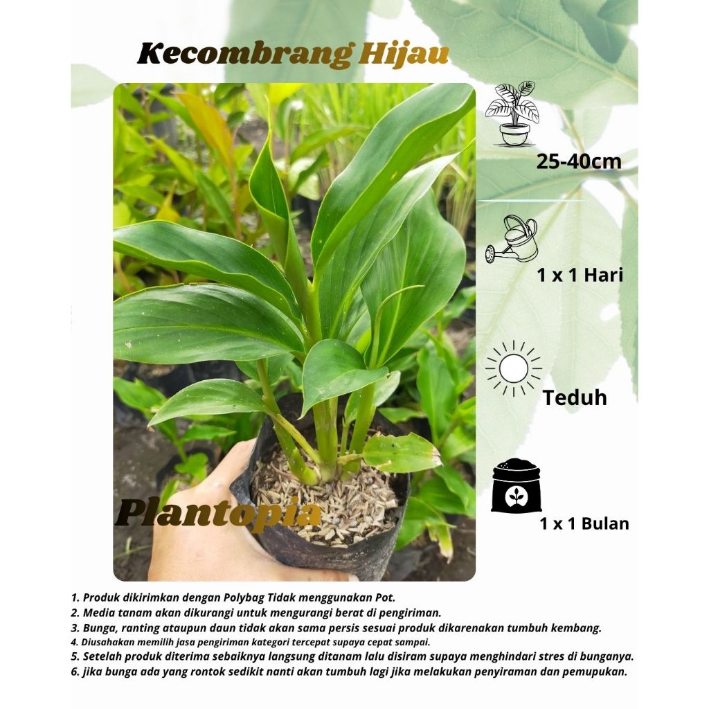 Kecombrang Hijau - Bibit Tanaman Herbal Kecombrang Hijau (Onje Hijau)