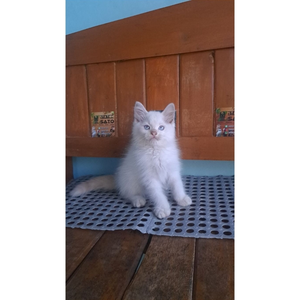 kucing persia putih mata biru lucu white solid murah