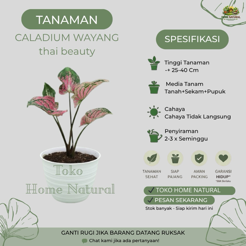 Tanaman Caladium Wayang Atau Keladi Thai Pink Beauty