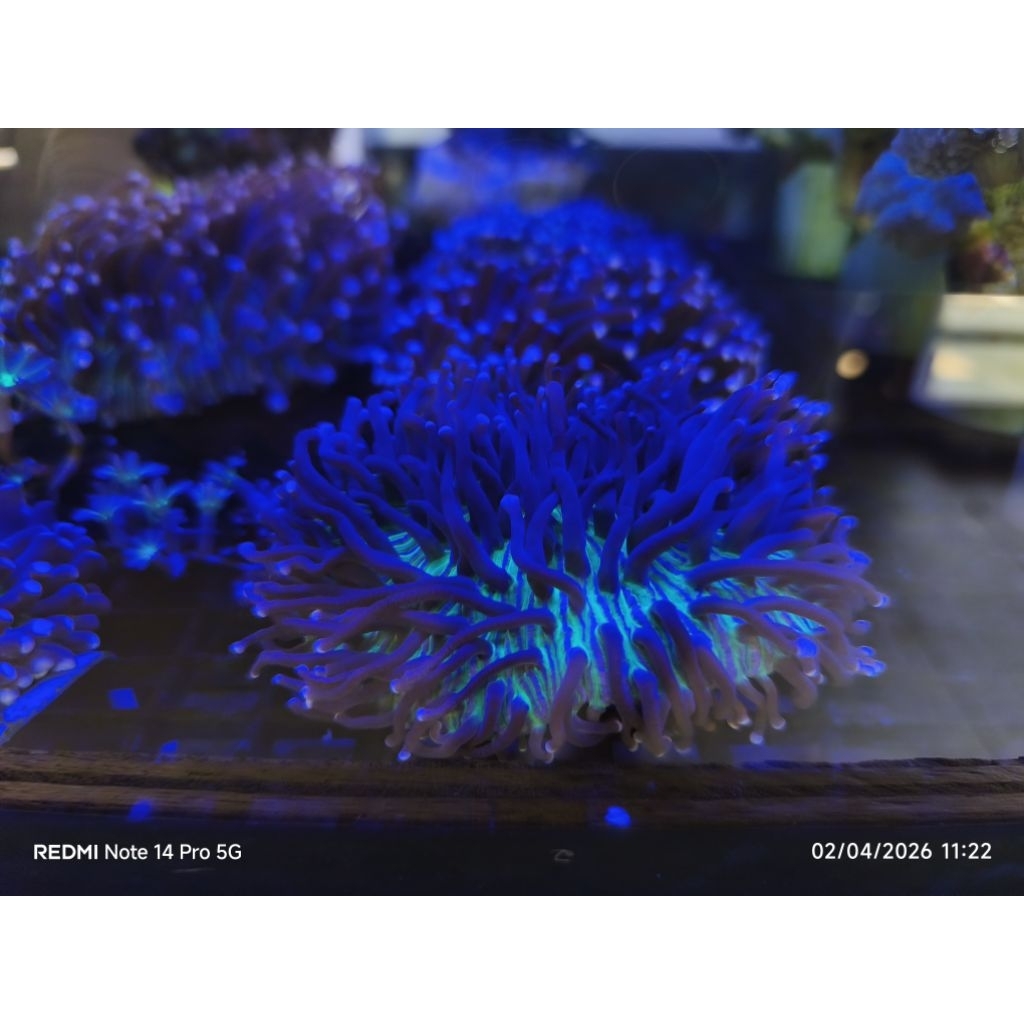 TERUMBU KARANG CORAL ANEMON PIRING