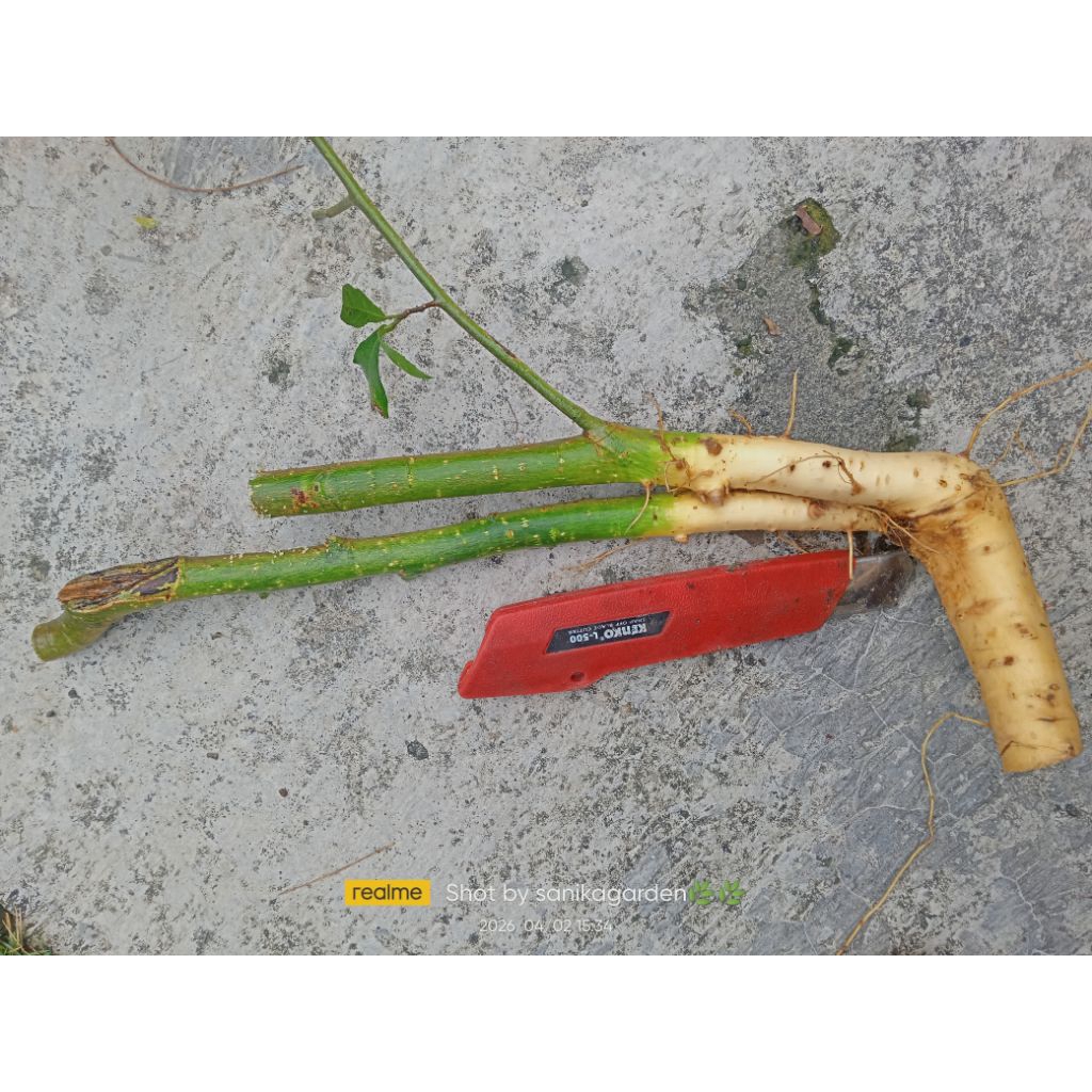 POHON SERUT FRES DONGKELAN