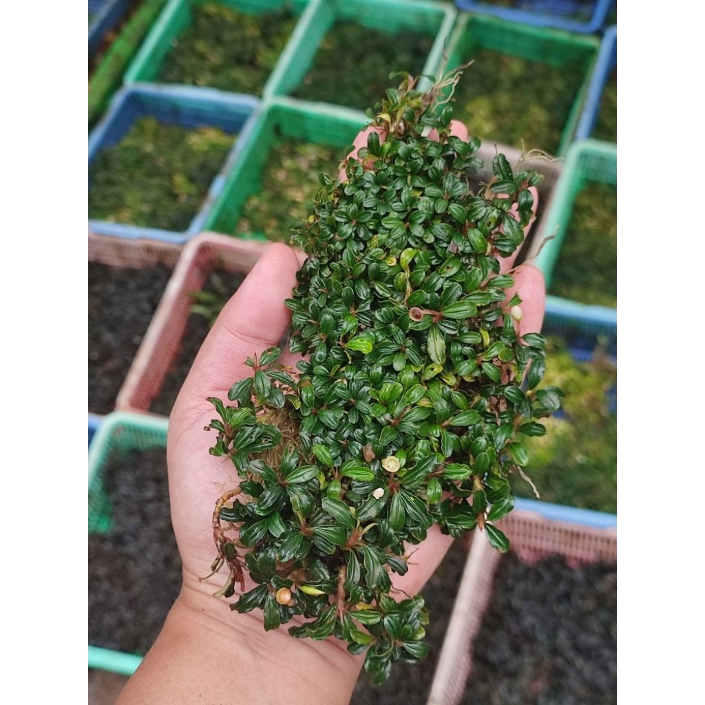 bucephalandra super mini phantom