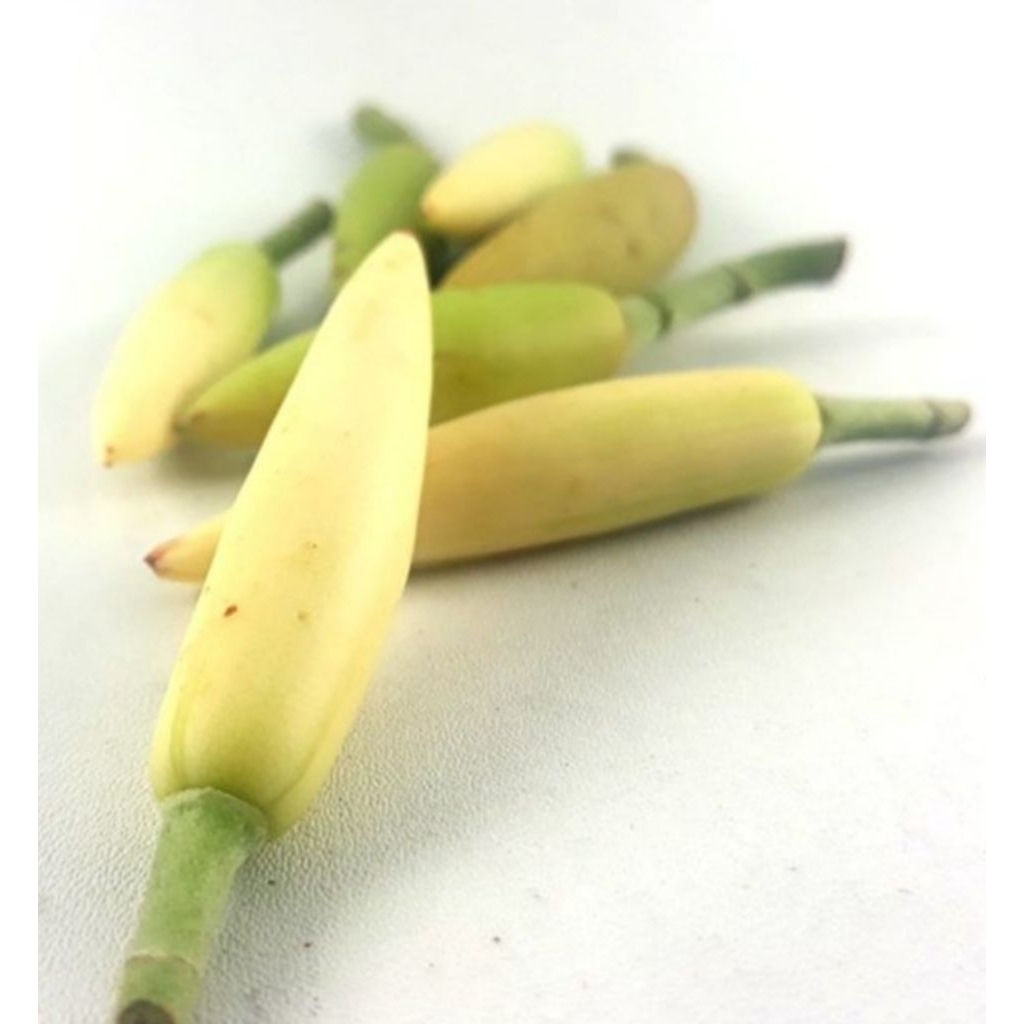 Bunga Kantil kuncup Asli / Kembang Kantil / Cempaka 1pcs
