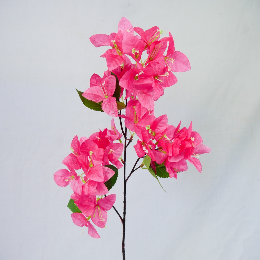 Bunga Bougainvillea Spectabilis Bugenvil Besar dengan Warna Menawan dan Tahan Lama | Dekorasi Pelami