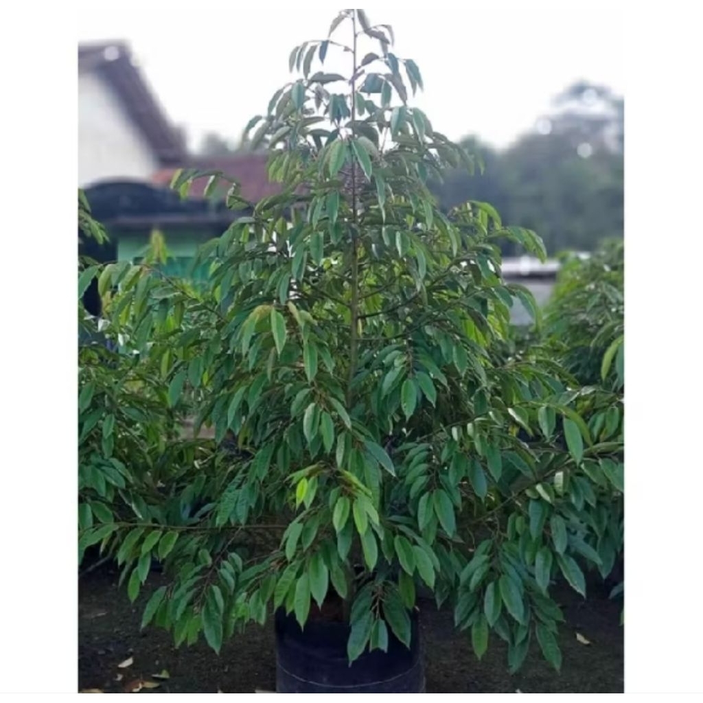 TANAMAN HIAS POHON DURIAN MONTONG TINGGI 2 METER TERMURAH