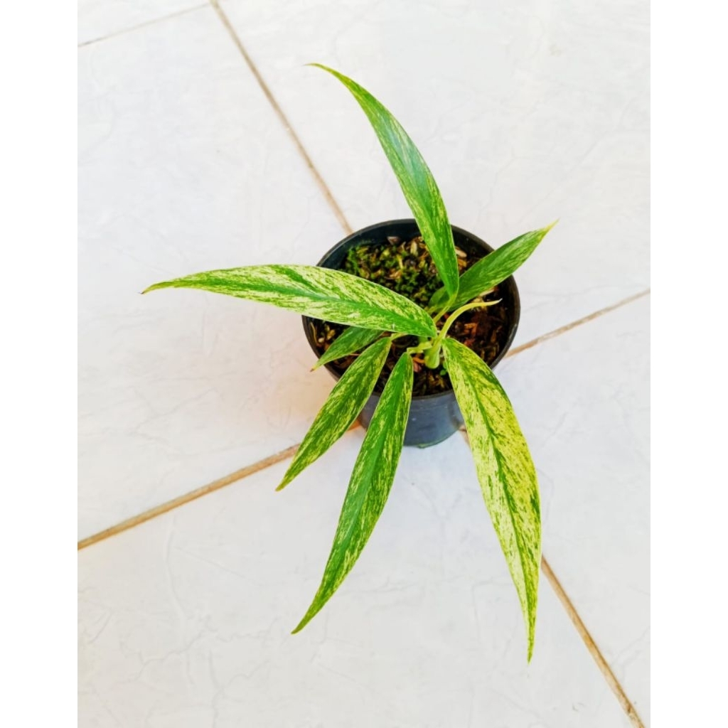 RAPHIDOPORA MEGAS SPERMA VARIGATA