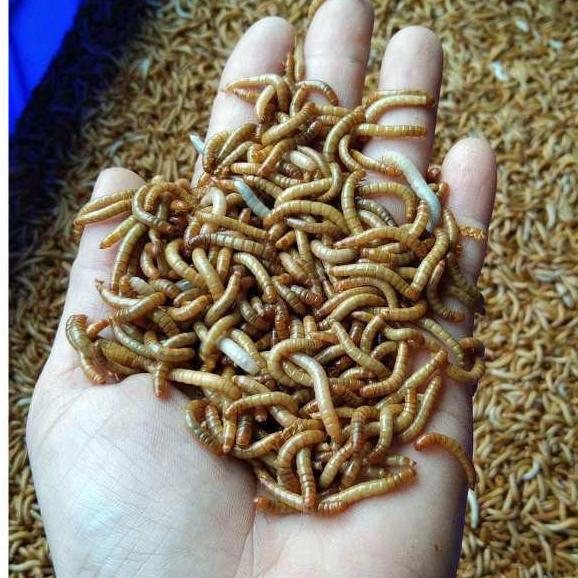 Ulat Hongkong 500gram Pakan Hidup Berkualitas Meal Worm Ulet Hongkong ulat hongkong hidup ULAT HONGK
