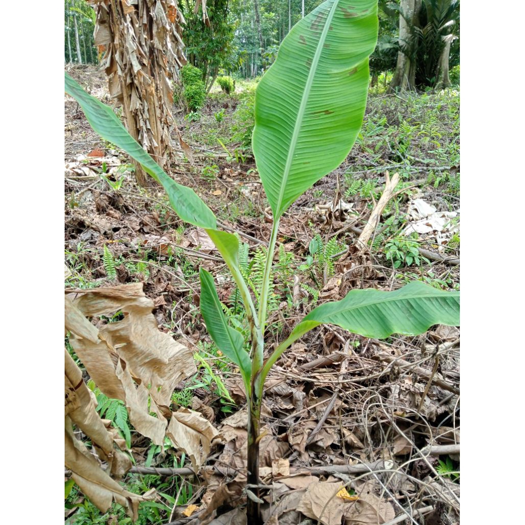bonggol pisang monyet/anakan pisang monyet asli 100%