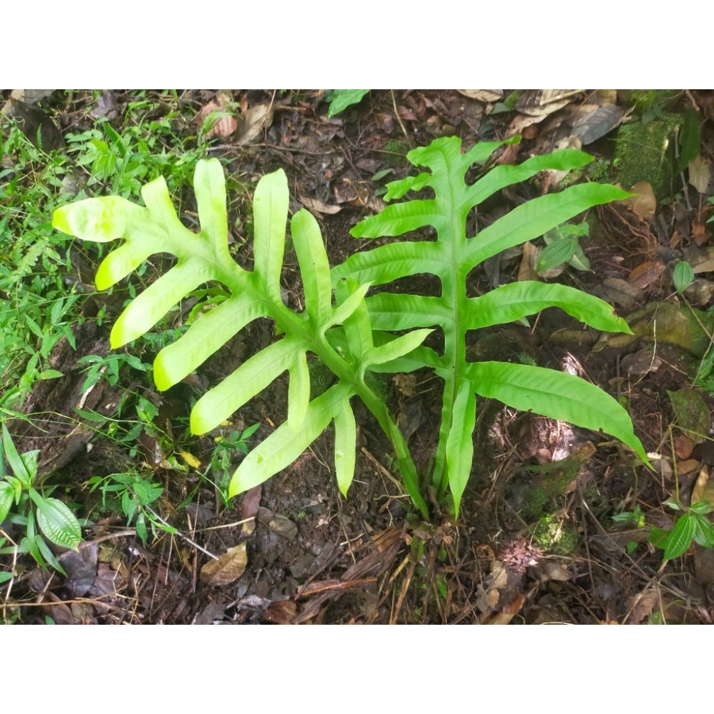 pakis hutan langka satu pohon
