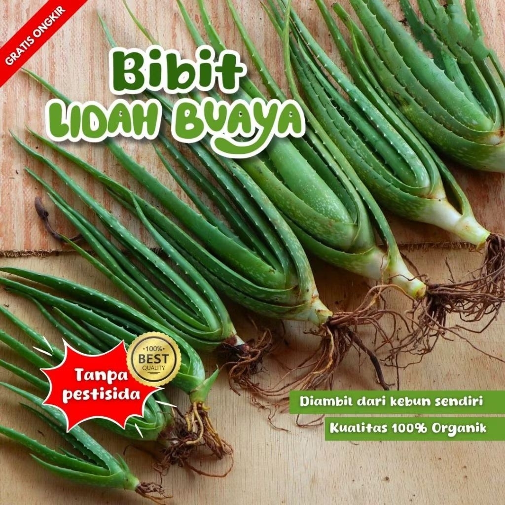 Bibit Anakan Lidah Buaya Jumbo Aloe Vera Chinensis Kalimantan Pontianak Organik