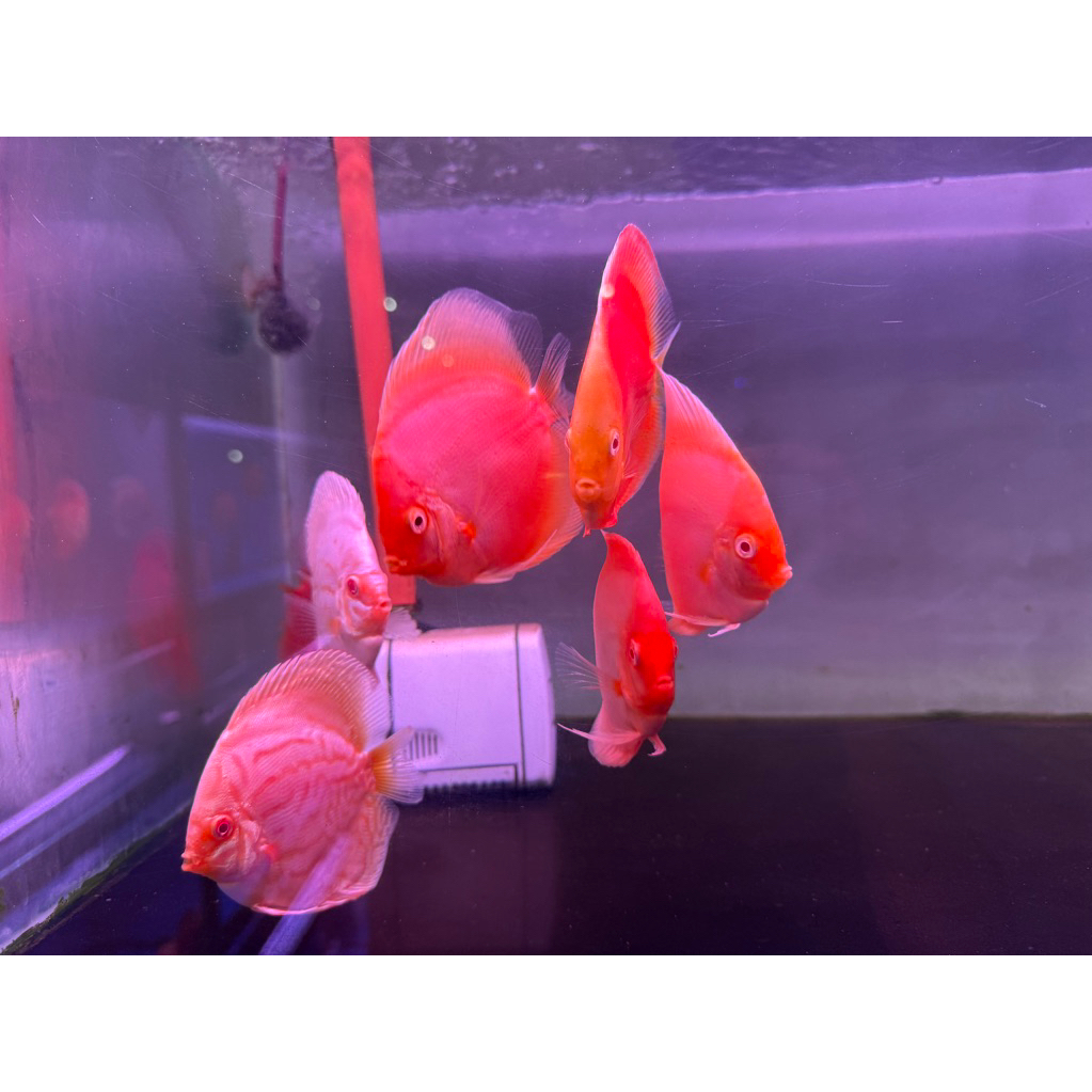 Ready Discus Albino 3 Inch Siap Kirim Free Ongkir