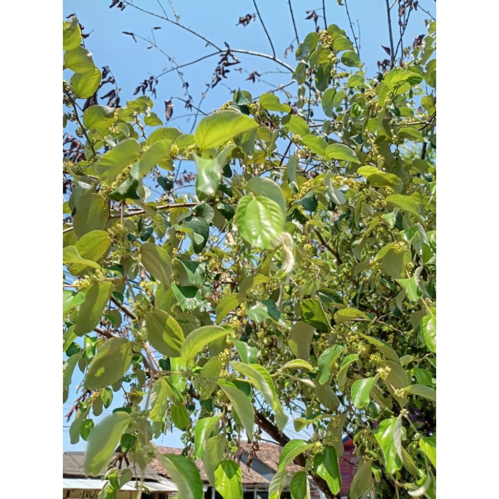 Daun Bidara Segar / Daun Bidara Kering Herbal Alami