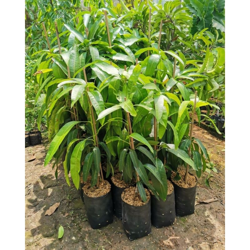Bibit Mangga Harumanis tinggi 1 meter up cepat berbunga