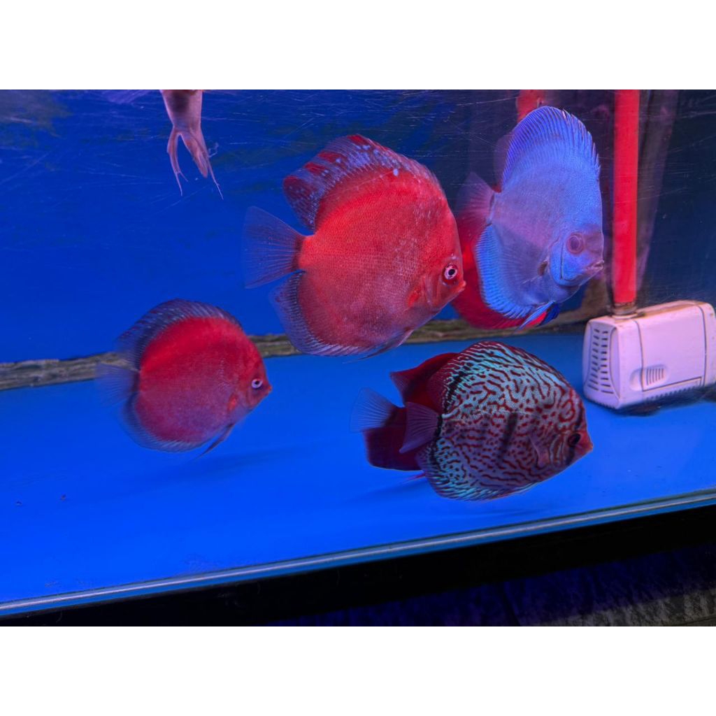 Surabaya Only Discus 4 inch Siap Kirim Free Ongkir