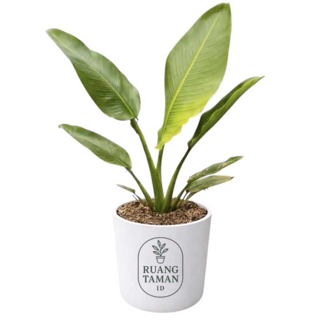Pohon Pisang Kipas - tanaman Hias Pisang Kipas