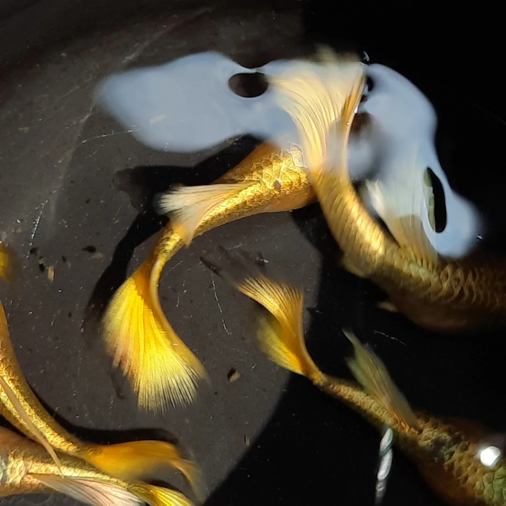 Ikan Hias - Guppy Full Gold Gondrong Berkualitas
