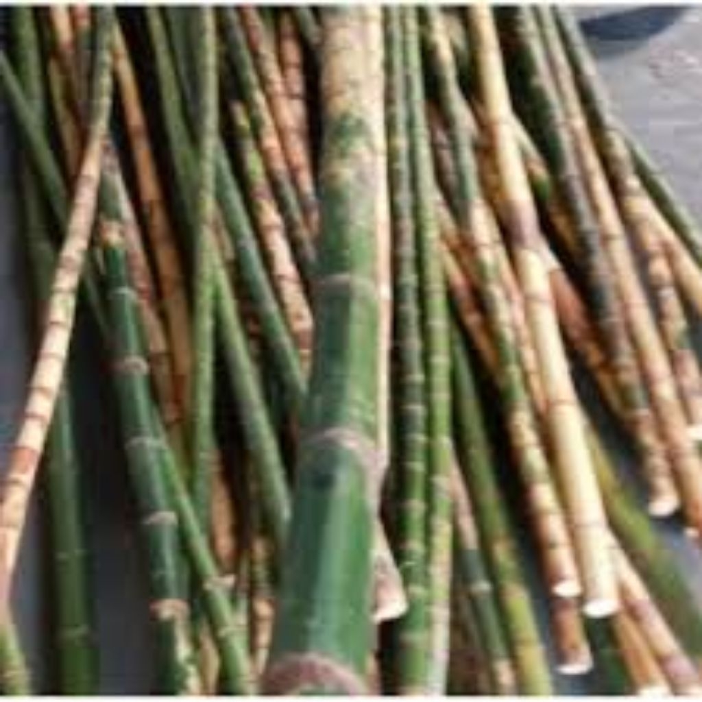 batang,waregu,tua,untuk bahan,joran/1batang,panjang,120cm