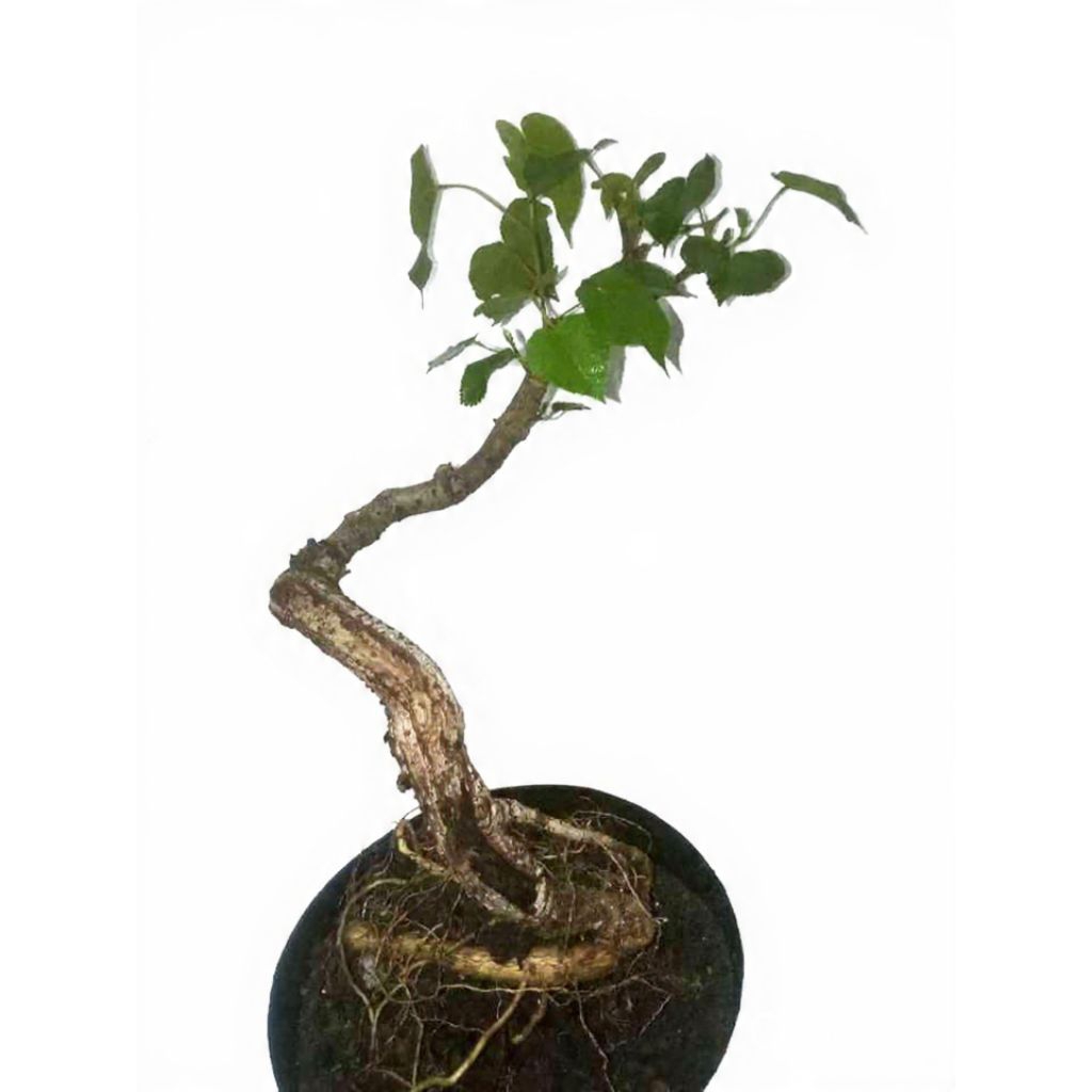 bahan Bonsai Waru