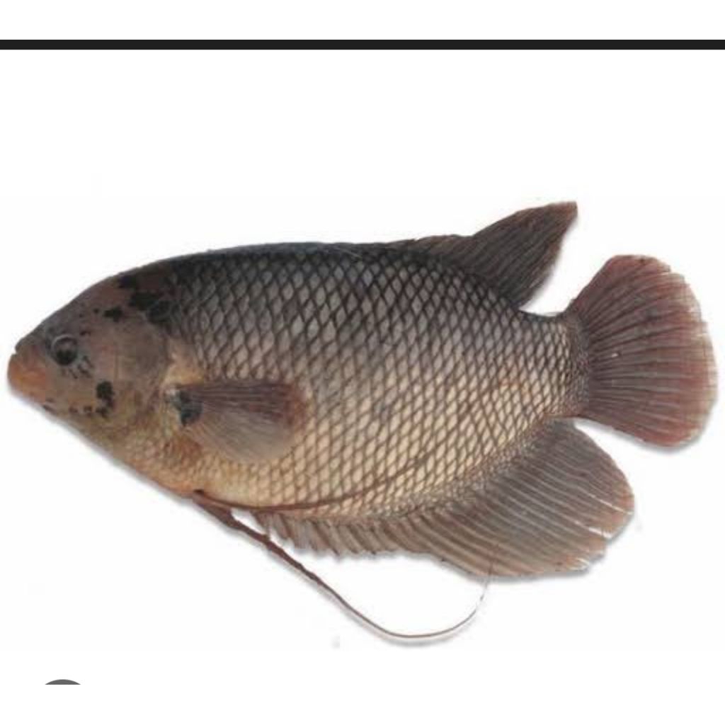 Ikan gurame,lele, patin, nila merah Segar Premium - Tersedia nila merah, patin gurame soang dan Pada