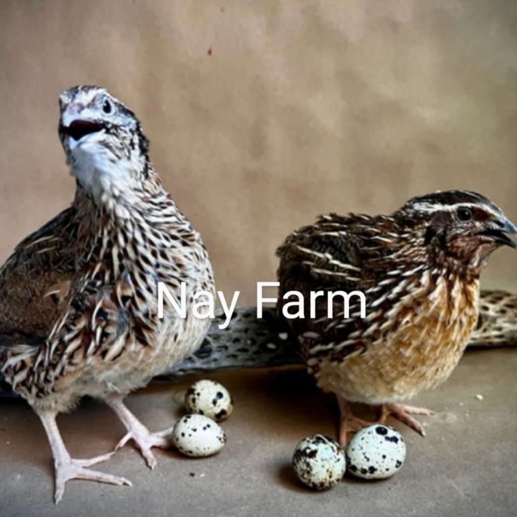 Telur Tetas Puyuh GPS Hitam Nay Farm | Telur Puyuh Fertil | Bibit Unggul Produktivitas Tinggi