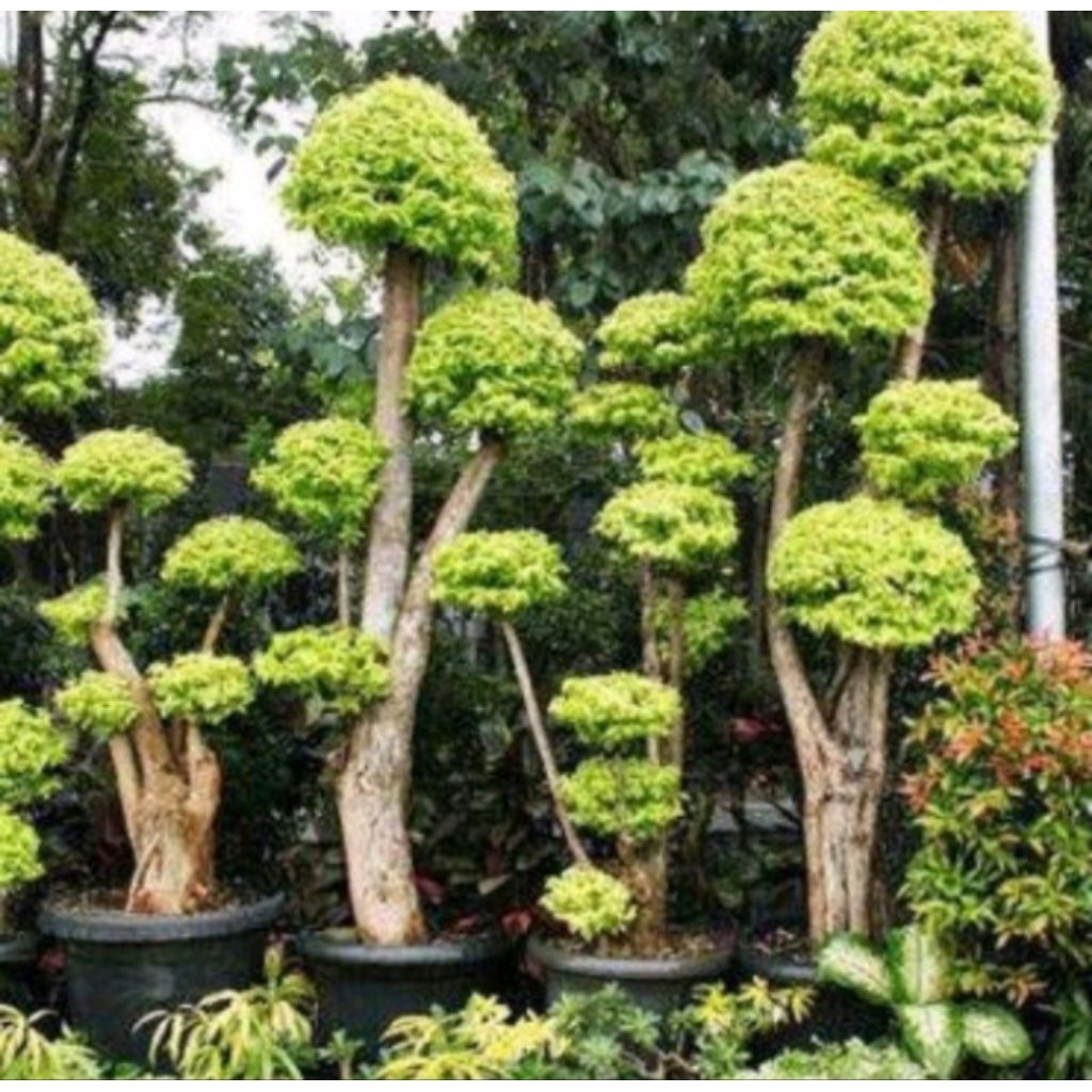 Bonsai Anting Putri Jumbo - Tanaman Hias Bonsai Anting Putri Asli Siap Pajang Murah