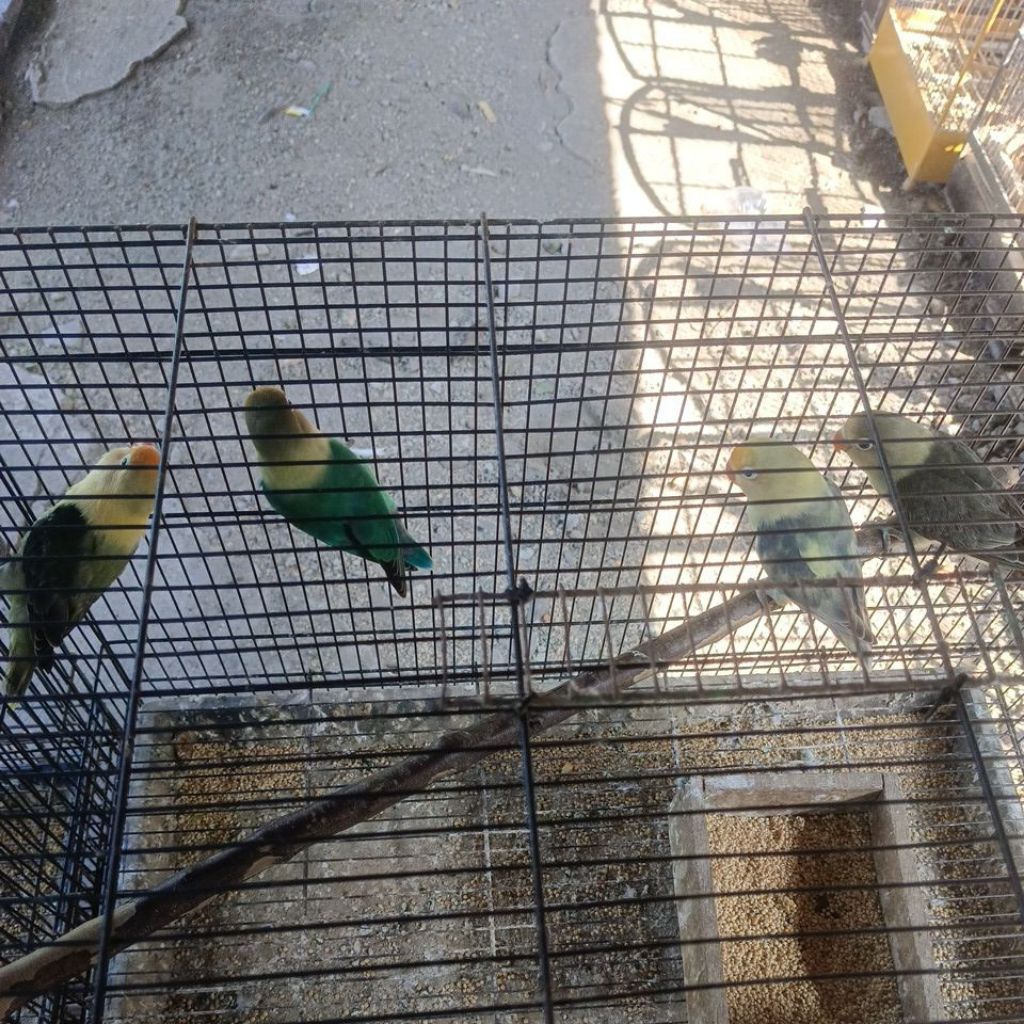 Love Bird Biola