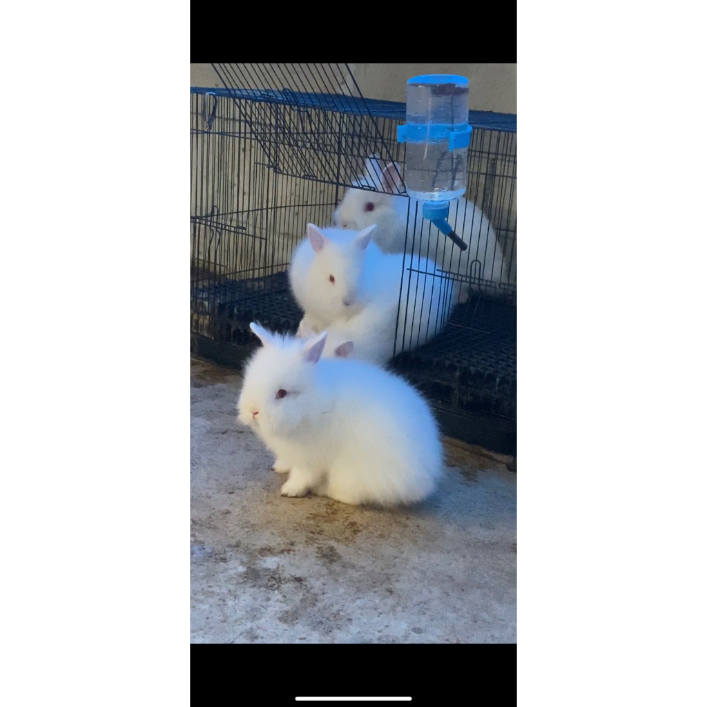 Kelinci Lion Head Hidup - Usia 3 Bulan, Warna Bisa Request, Siap Langsung Dipelihara