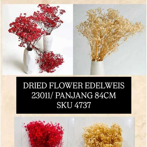Dried Flower Edelweis / Caspea 80–85cm Bunga Kering Dekorasi Vas Rumah Cafe Wedding Bouquet