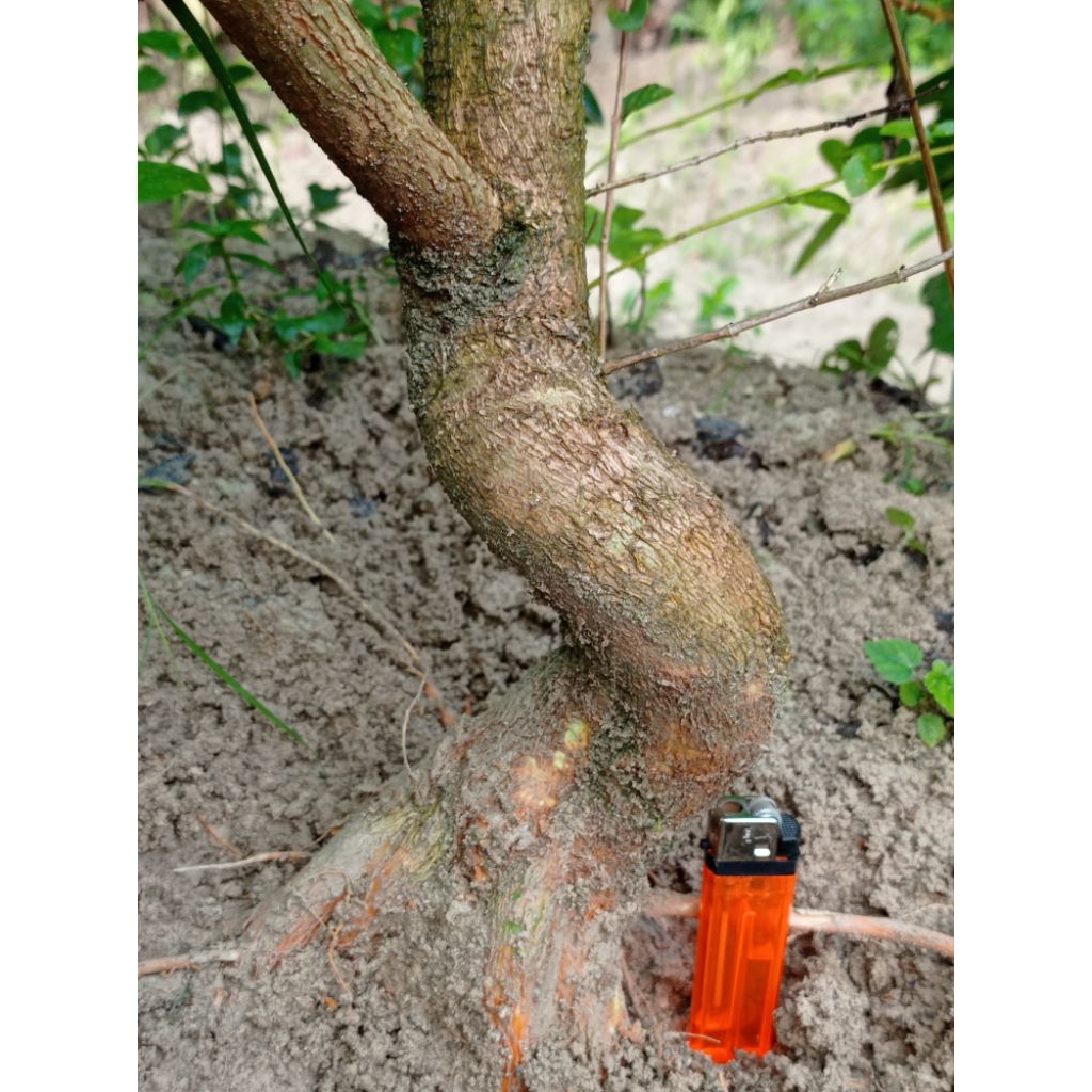 bahan bonsai sancang fresh dongkel realpic