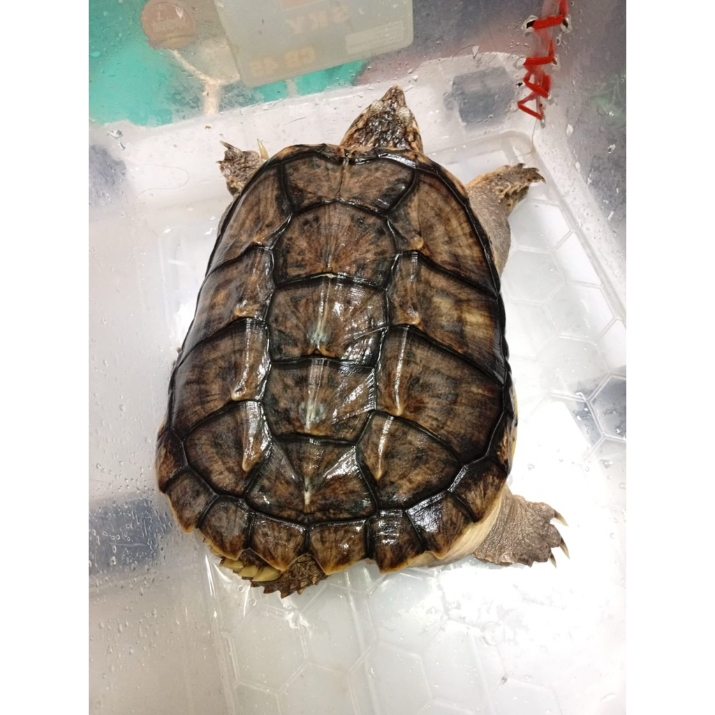 florida snapping turtle fst kura air