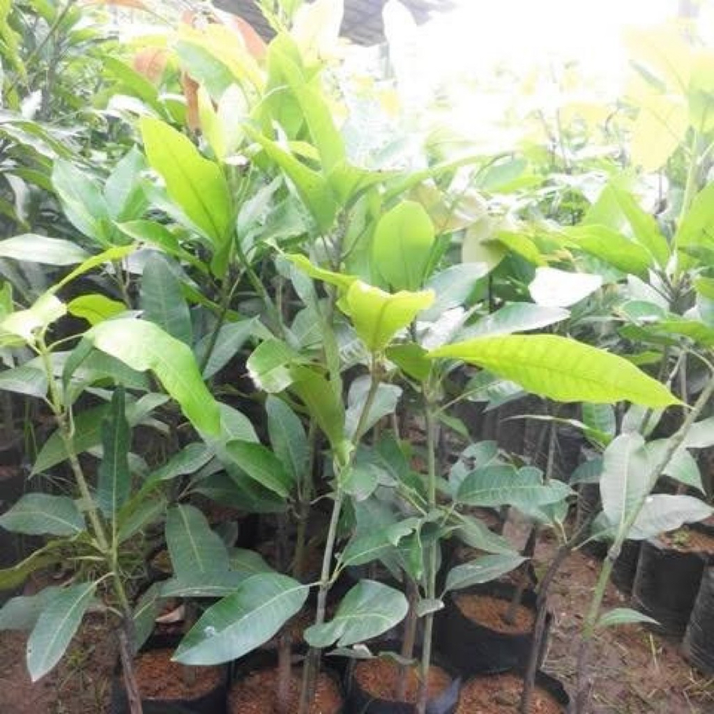 Bibit mangga madu / bibit mangga manalagi okulasi cepet berbuah
