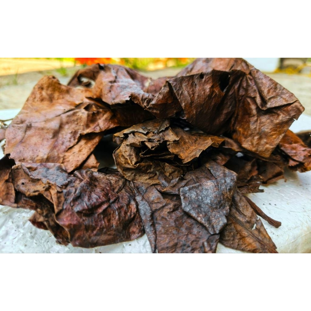 DAUN KETAPANG 1KG
