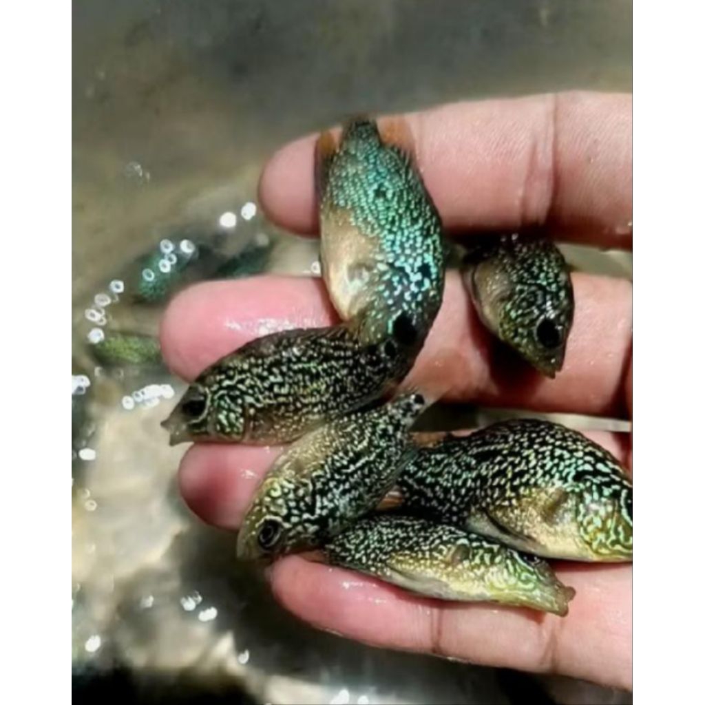 Burayak Louhan Cencu