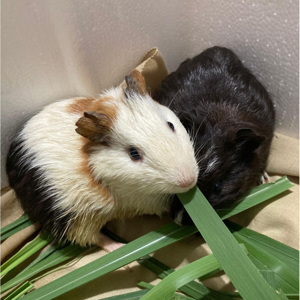 JUAL MURAH marmut Guinea pig rambut lurus sepasang jantan dan betina hitam dan 3 warna