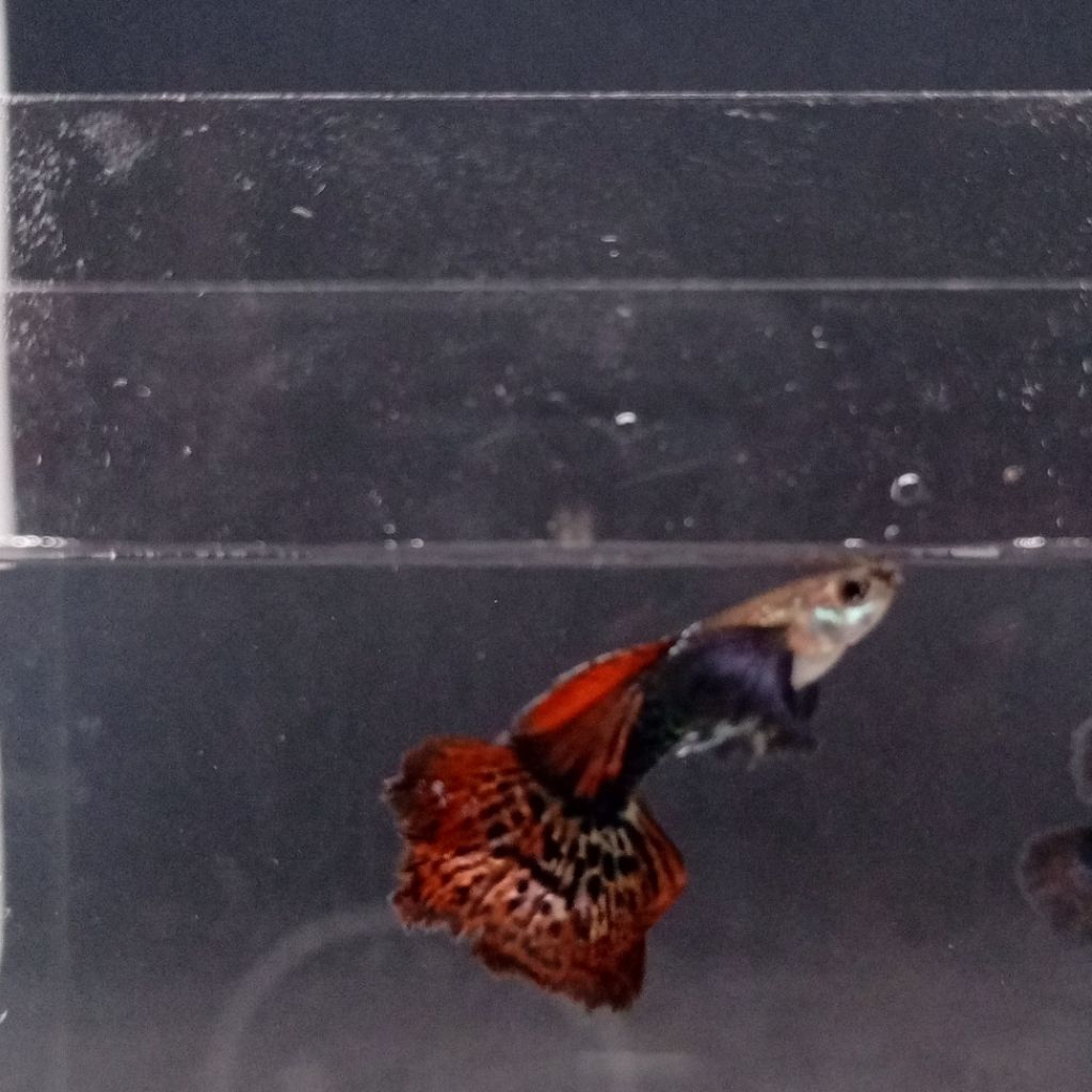 Hiasan Aquarium Guppy Red Dragon Trio 2 Jantan dan 1 Betina Ukuran Induk