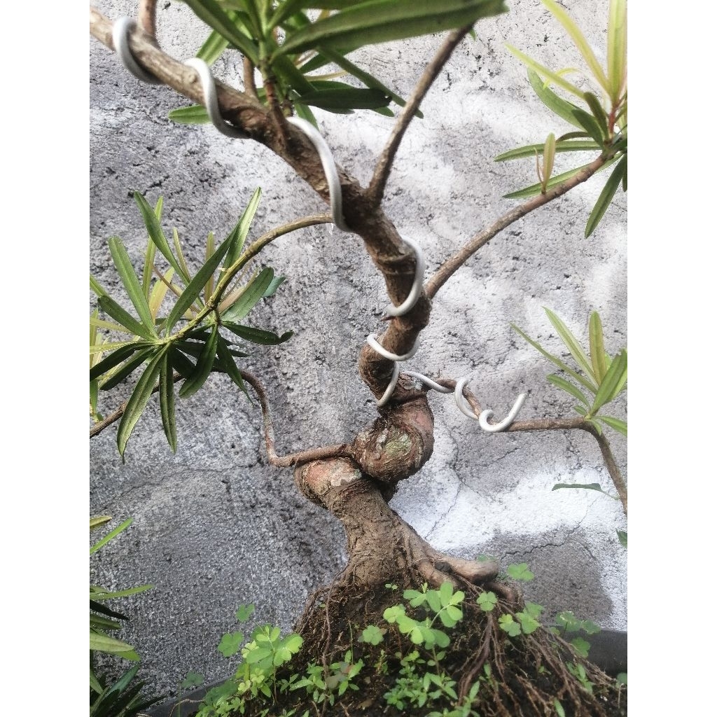 lohansung pucuk merah