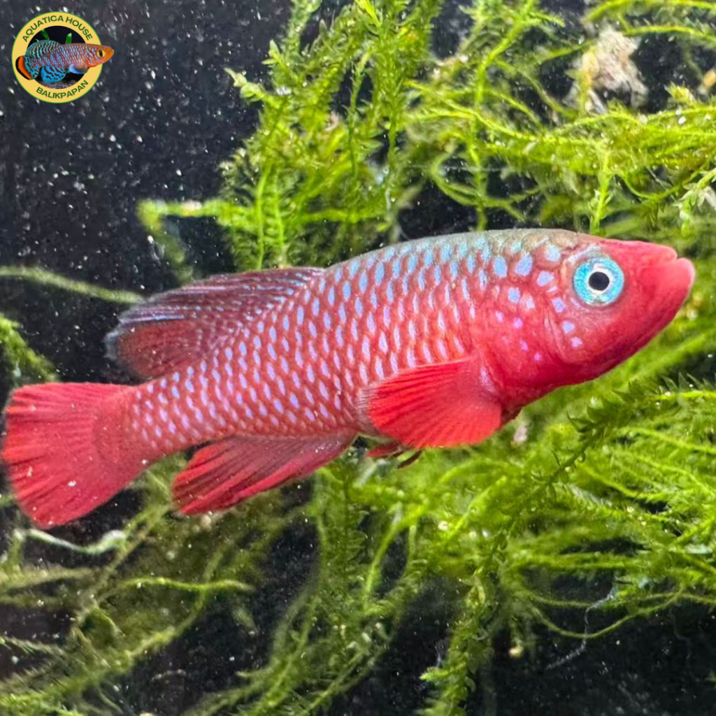 Killifish Cardinalis/Nothobranchius Cardinalis