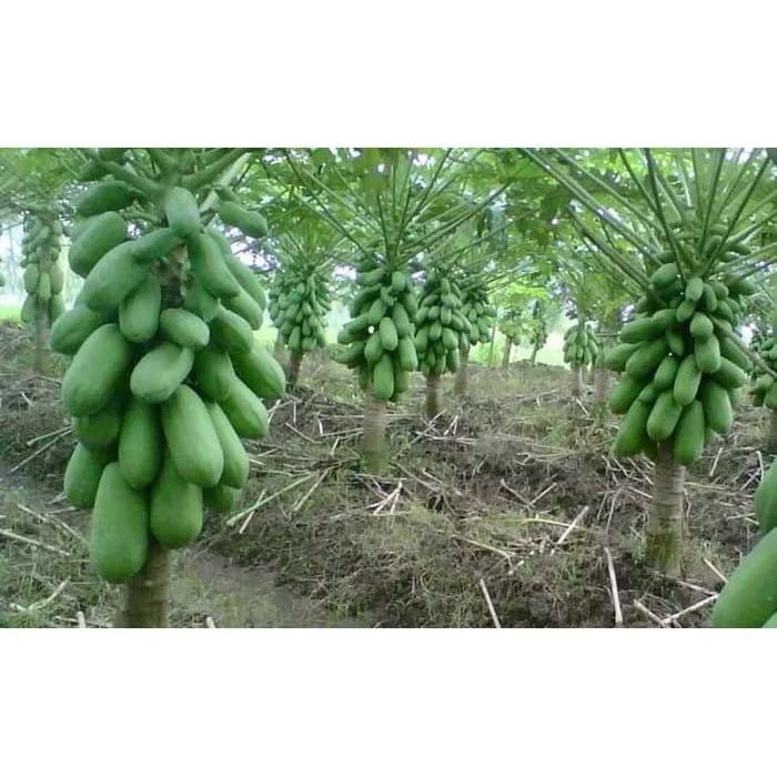 [BERGARANSI] Bibit Pepaya CALIFORNIA TAIWAN isi 5 POLYBAG