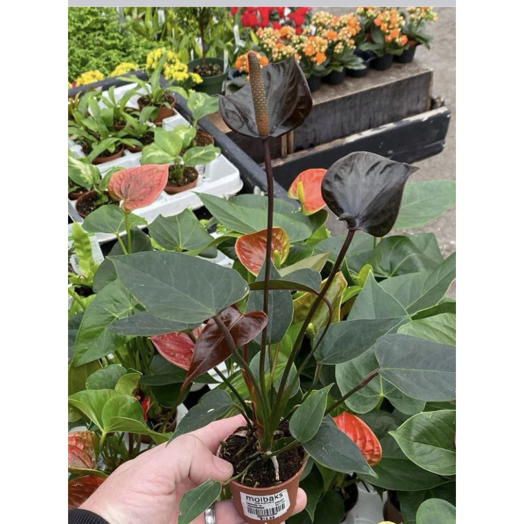 TANAMAN HIAS ANTHURIUM MICKEY MOUSE ROSE BLACK/FLAMINGO PLANT BLACK MICKEY MOUSE