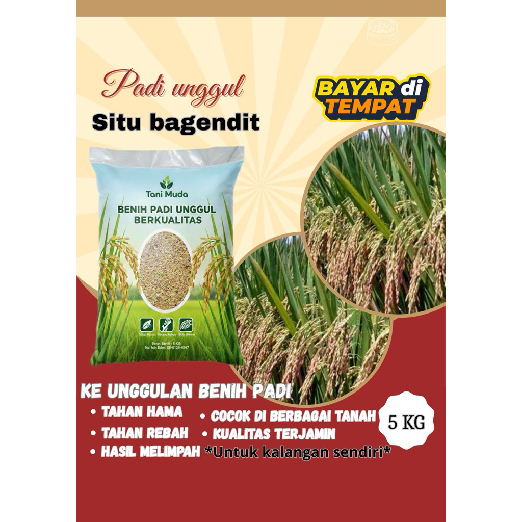 Benih padi unggul Situ Bagendit kemasan 5kg berkualitas
