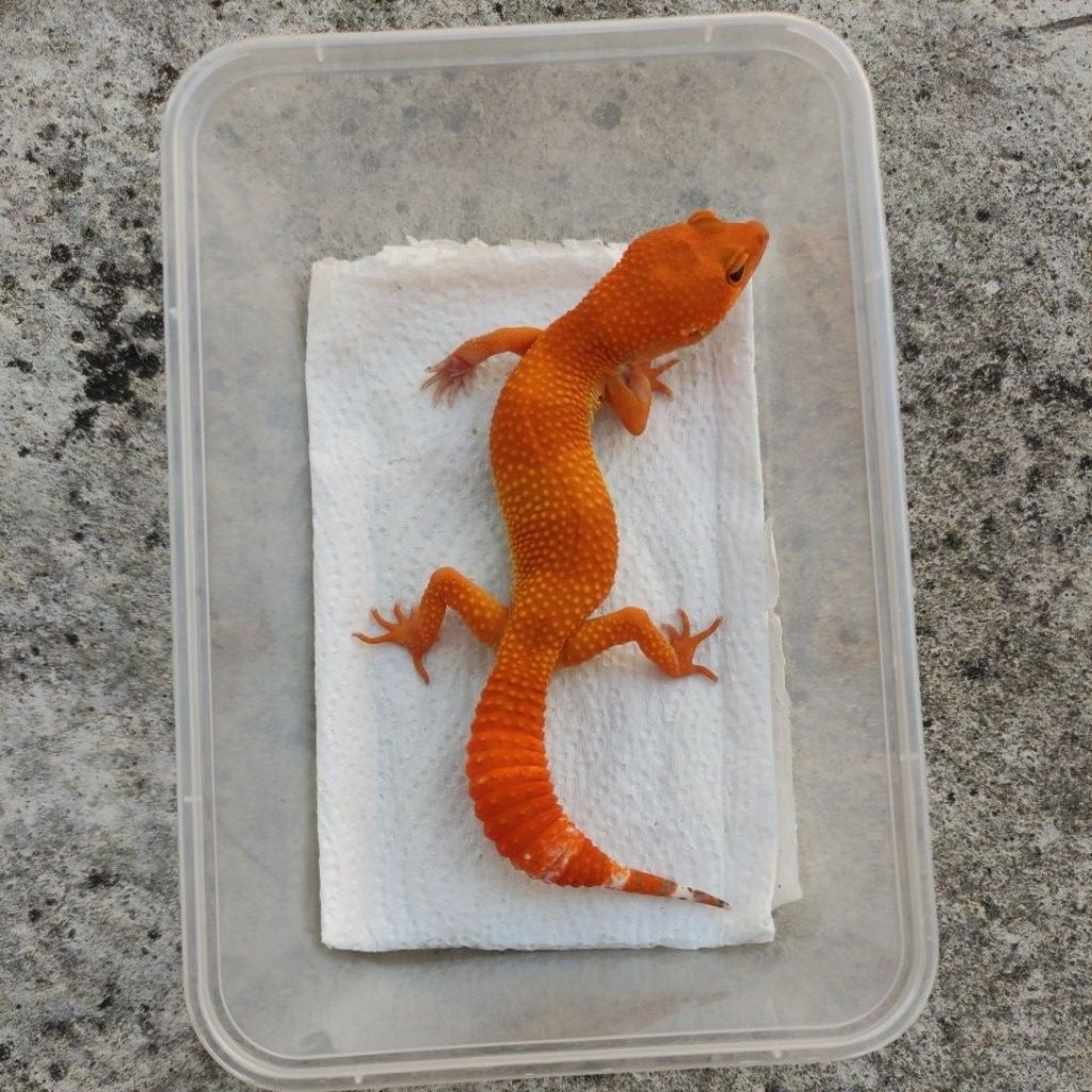 MAINAN ANAK GECKO JUVE_SHTCTB FEMALE