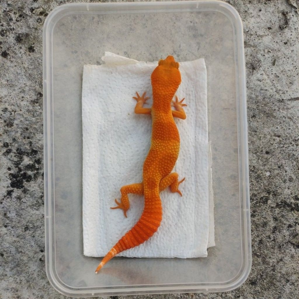 MAINAN ANAK GECKO JUVE_SHTCTB FEMALE