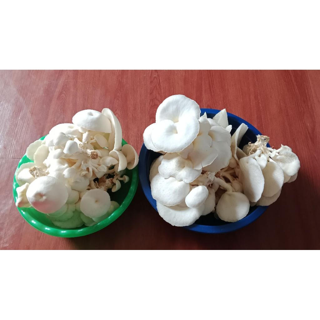 JAMUR TIRAM PUTIH