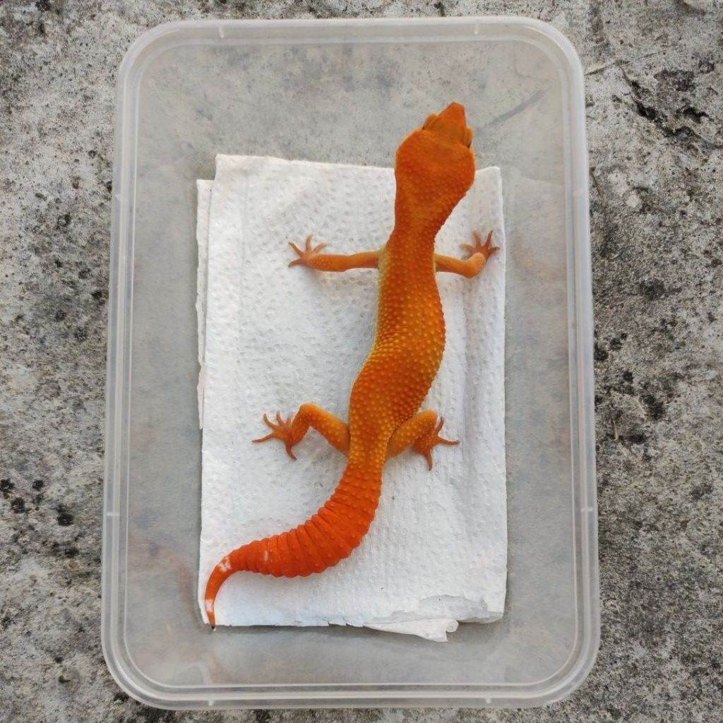 MAINAN ANAK GECKO_SHTCTB JUVE FEMALE
