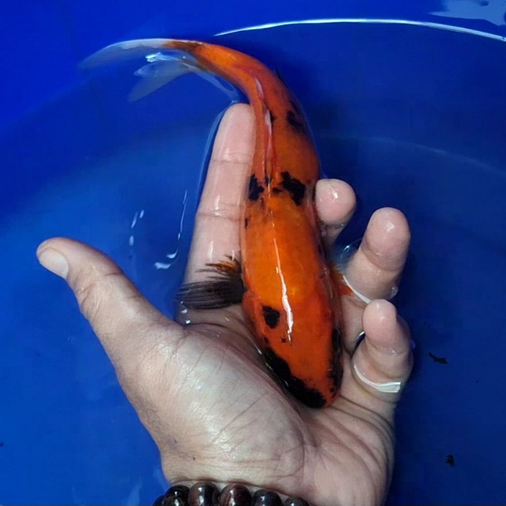 Ikan Koi Blitar Jenis Sanke / Rumah Koi Jakarta / kode 0030