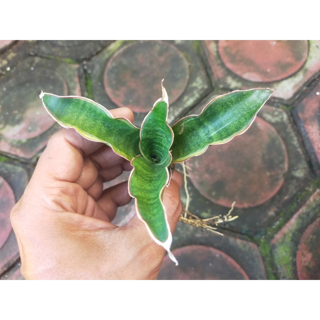 BIBIT TANAMAN HIAS SANSEVIERIA BLACK ROSE VARIGATA