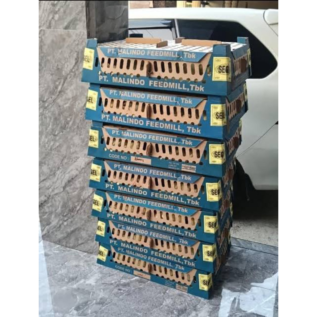 DOC BROILER super sudah vaksin 100ekor (1box)