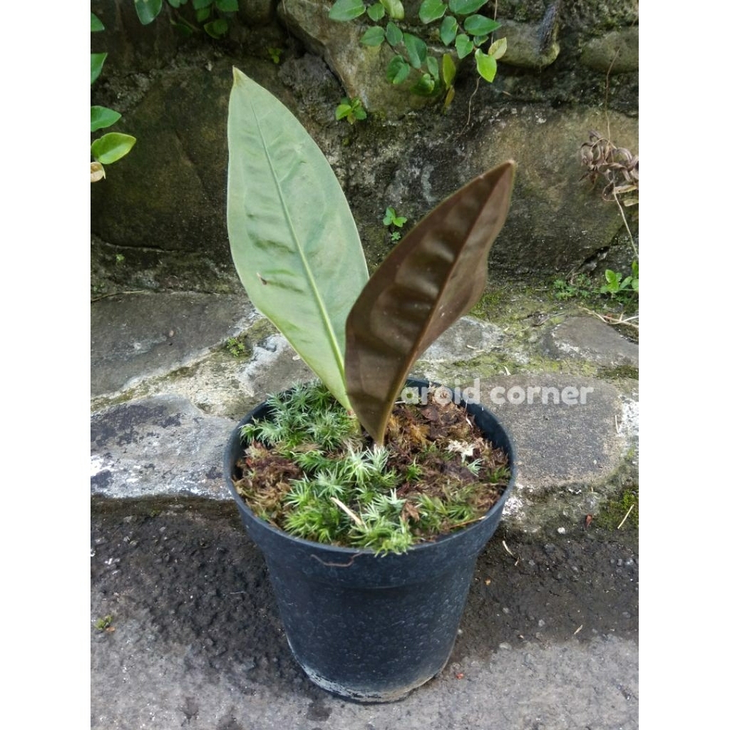 Anthurium Superbum Neo Anturium Superboom Real Picture