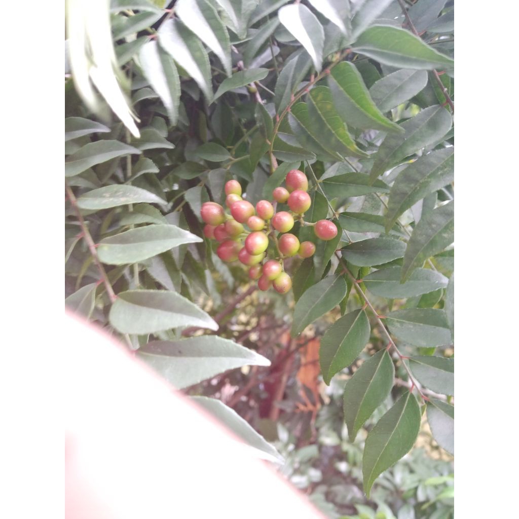 Daun Biji Kare Salam Koja Murraya Konigi