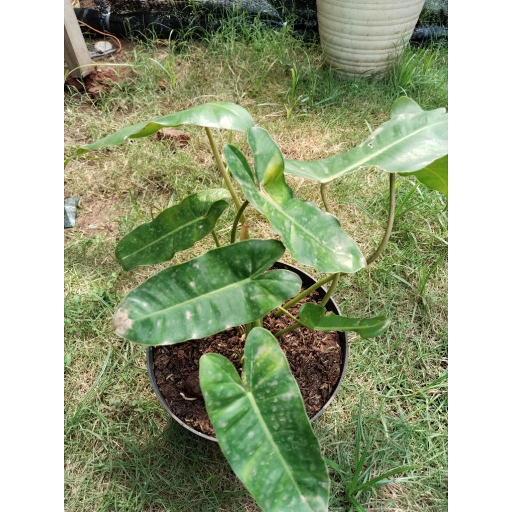Philodendron Burle Marx